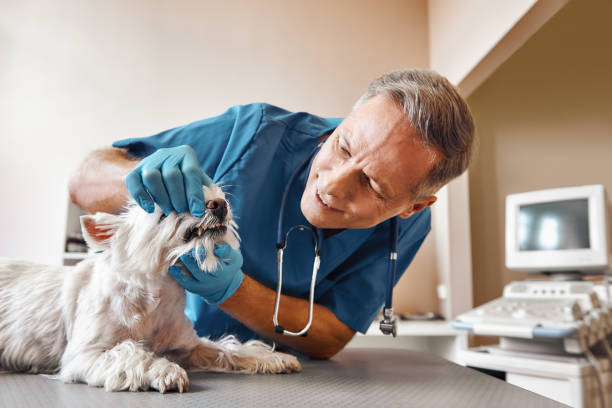 Best Pediatric Emergency Dentist in Quincy, MA